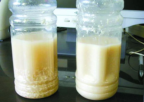 發酵菌劑在生物飼料研發中的發展瓶頸與市場前景探析